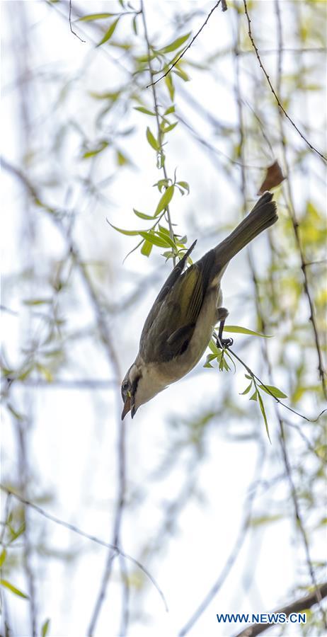 #CHINA-SPRING-WILLOW TREE (CN)