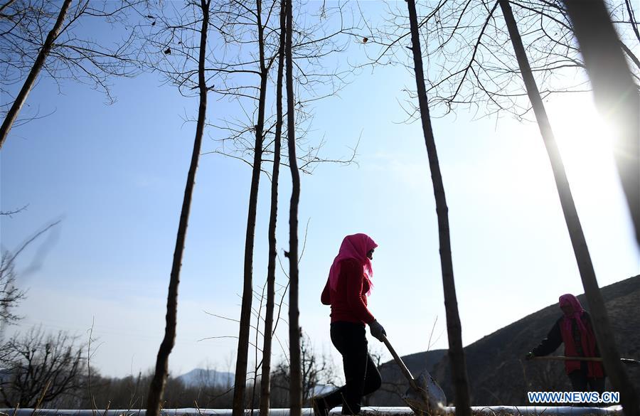 #CHINA-SPRING-FARM WORK (CN)