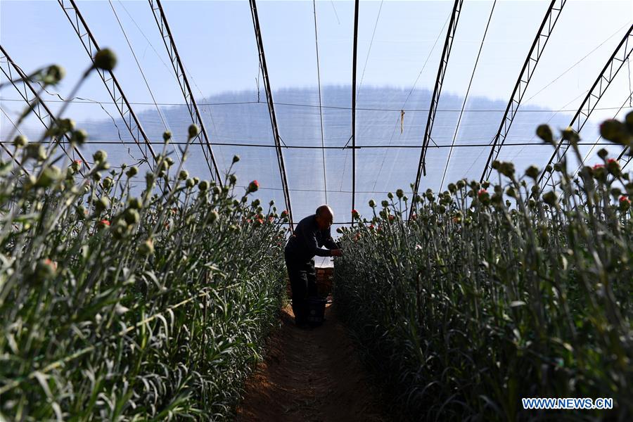 CHINA-SHANXI-HUGUAN-AGRICULTURE (CN)