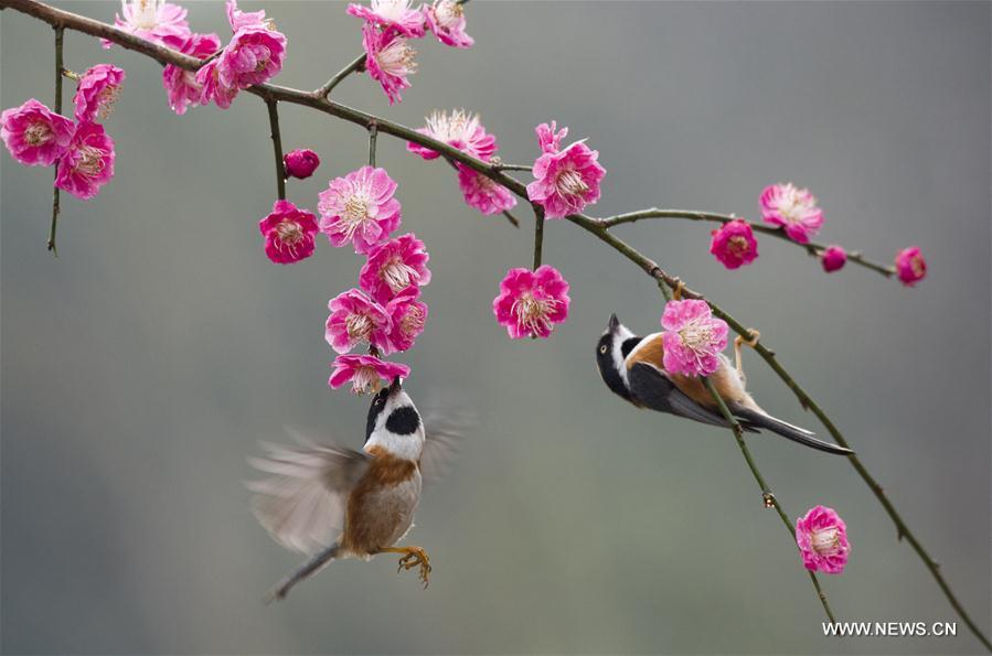 #CHINA-WUXI-PLUM BLOSSOM (CN)