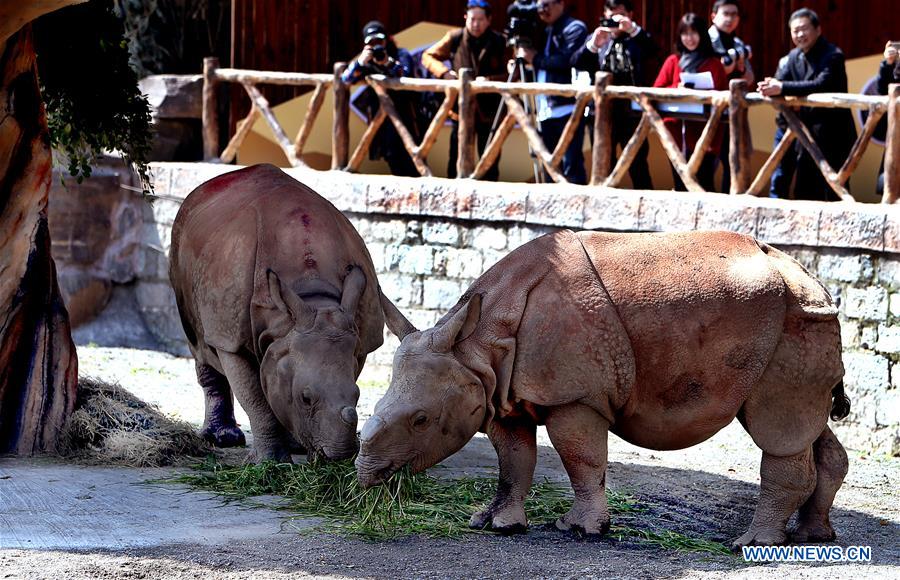 CHINA-SHANGHAI-RHINOS-APPEARANCE (CN)