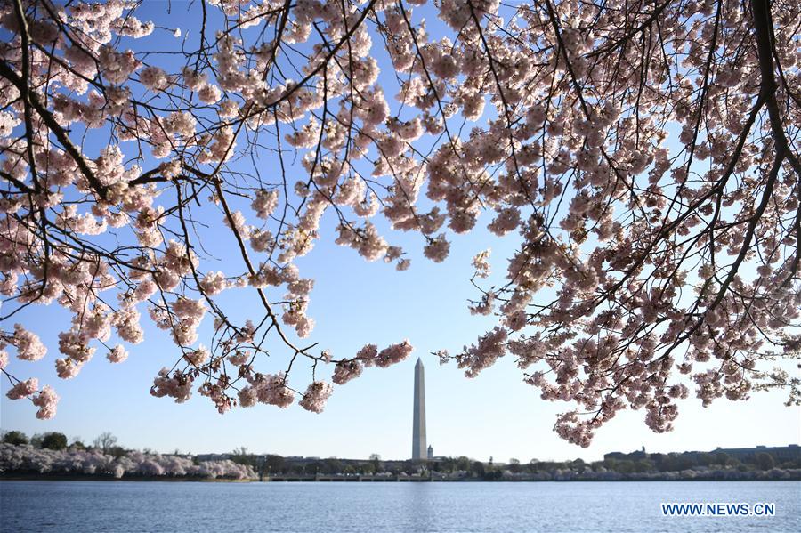 U.S.-WASHINGTON D.C.-CHERRY BLOSSOM