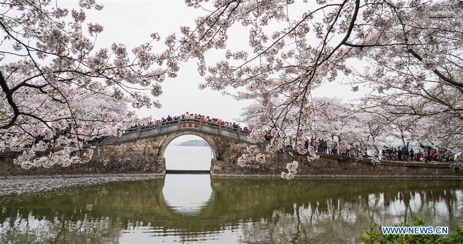 CHINA-JIANGSU-WUXI-CHERRY BLOSSOMS (CN)