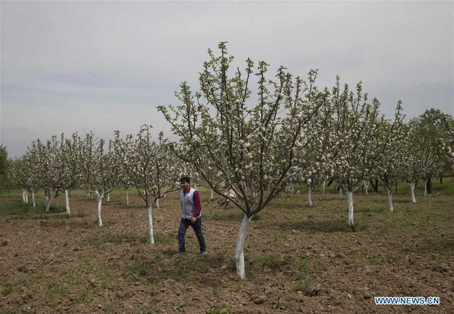 KASHMIR-SRINAGAR-TREES-BLOSSOM