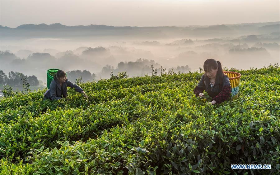 #CHINA-AGRICULTURE-FARM WORK (CN)