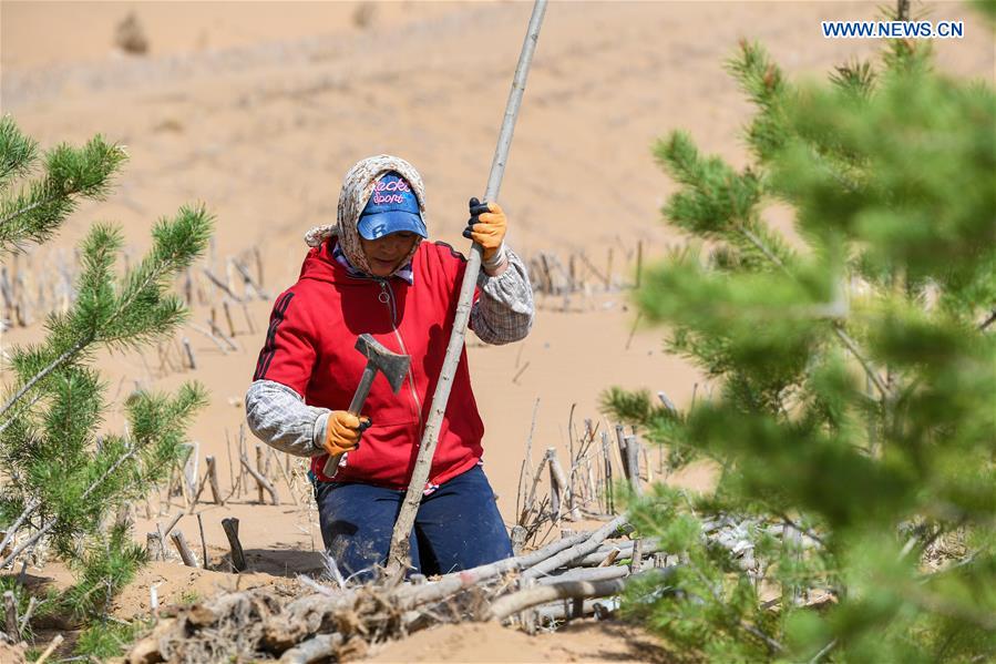 CHINA-INNER MONGOLIA-KUBUQI-TREE PLANTING (CN)