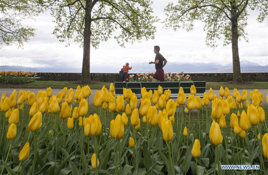 SWITZERLAND-MORGES-TULIP FESTIVAL