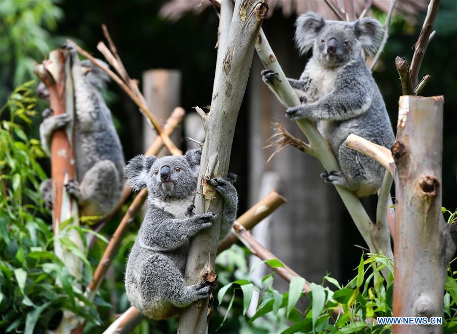 CHINA-GUANGZHOU-KOALA (CN)