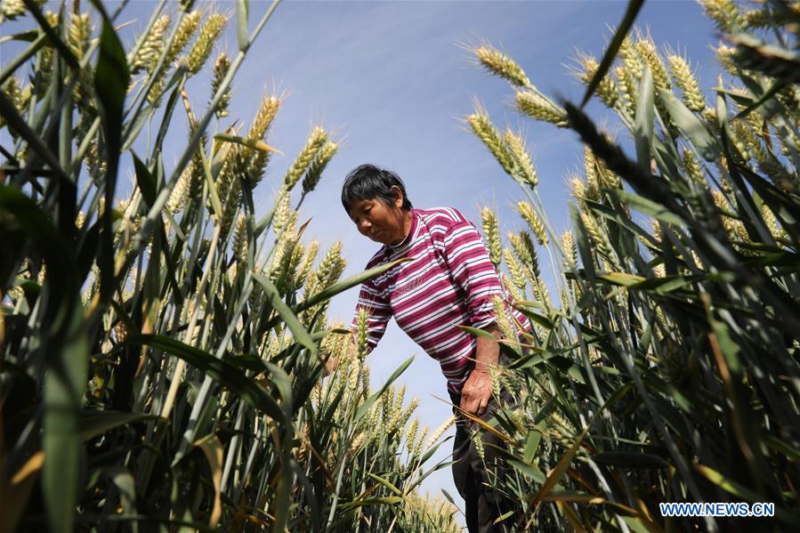 #CHINA-WHEAT-HARVEST (CN)