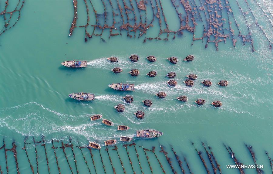 #CHINA-SHANDONG-RONGCHENG-KELP HARVEST (CN)