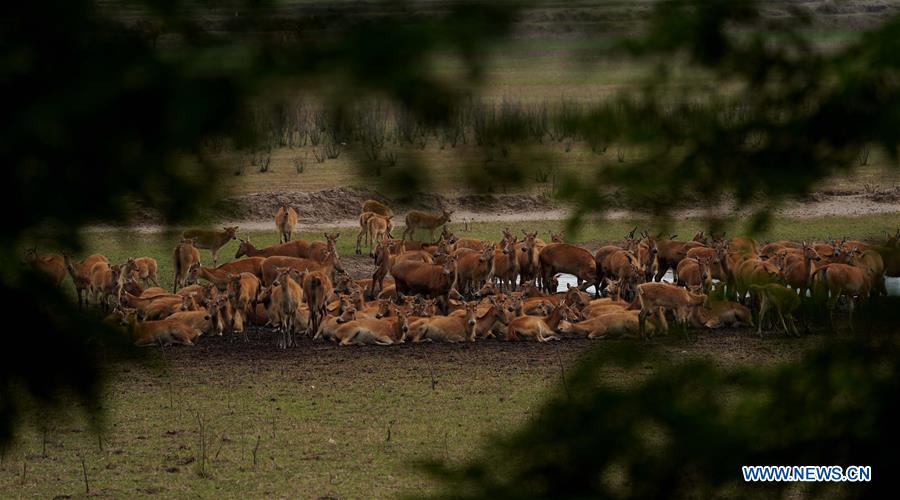 CHINA-JIANGSU-MILU NATIONAL NATURE RESERVE-POPULATION-GROWTH (CN)