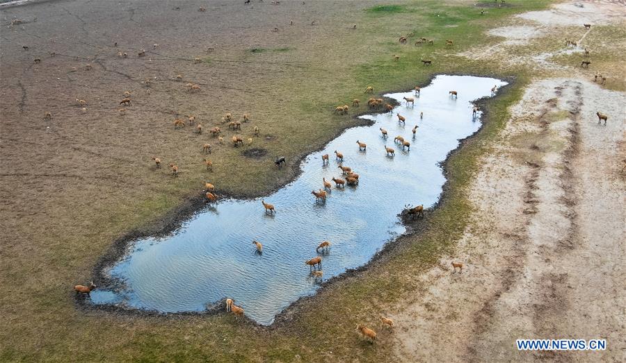 CHINA-JIANGSU-MILU NATIONAL NATURE RESERVE-POPULATION-GROWTH (CN)