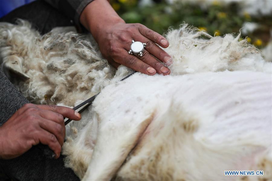 CHINA-SICHUAN-SHEEPSHEARING-FESTIVAL (CN)