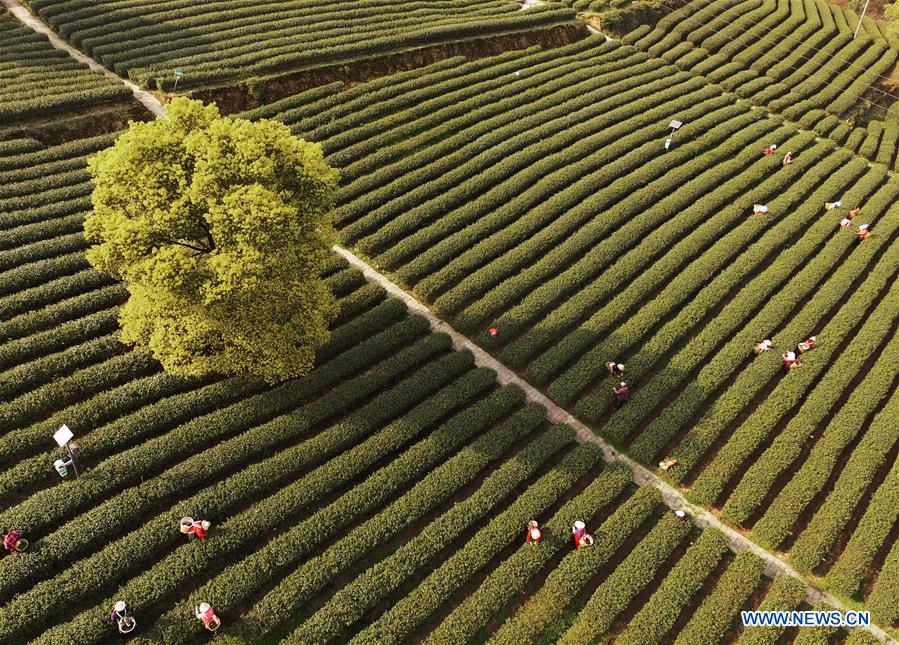 (EcoChina)CHINA-HORTICULTURAL EXPO-CHONGQING (CN)