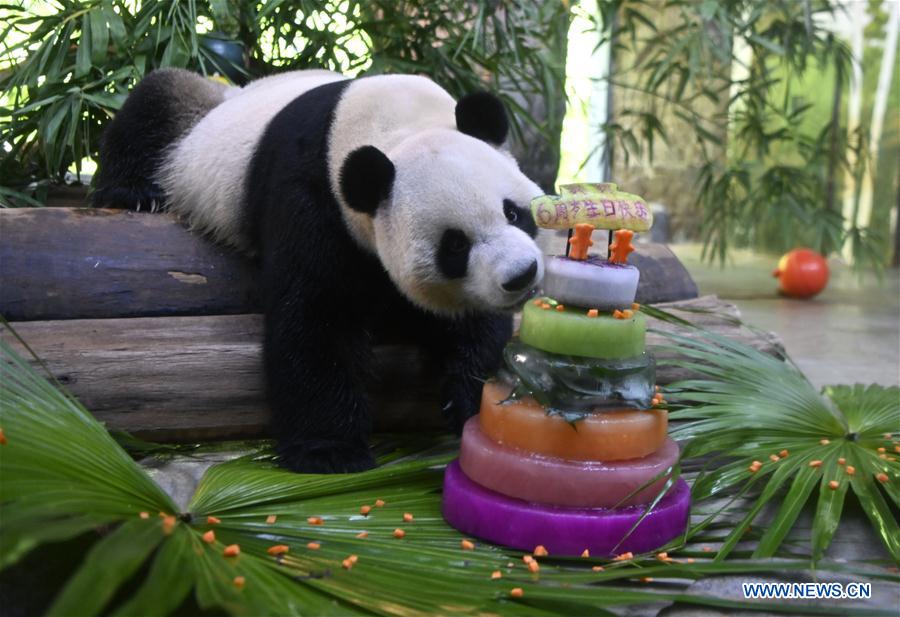 CHINA-HAINAN-HAIKOU-GIANT PANDAS-BIRTHDAY (CN)