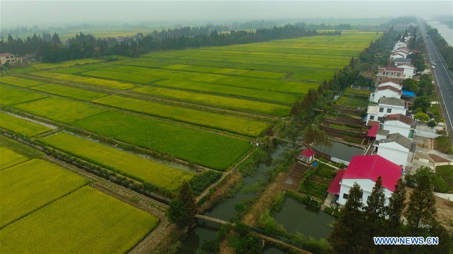 CHINA-HUNAN-NANXIAN-PADDY FIELD (CN)