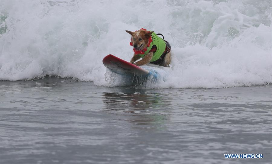 (SP)U.S.-CALIFORNIA-HUNTINGTON BEACH-SURF DOG