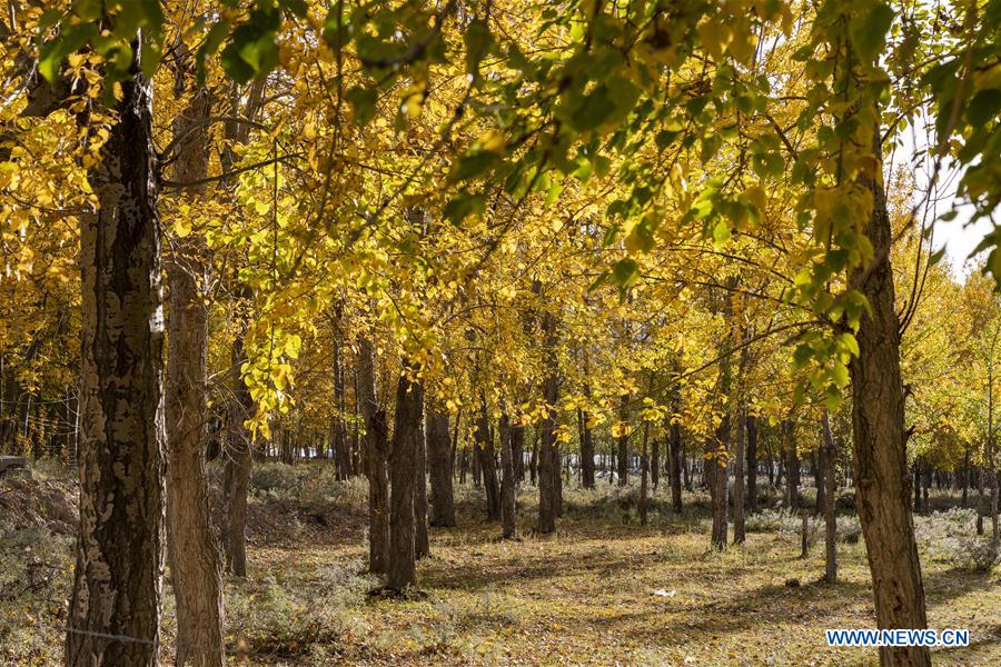 CHINA-TIBET-LHASA-AUTUMN SCENERY (CN)