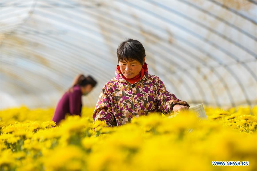 CHINA-HEBEI-CHRYSANTHEMUM-HARVEST (CN)