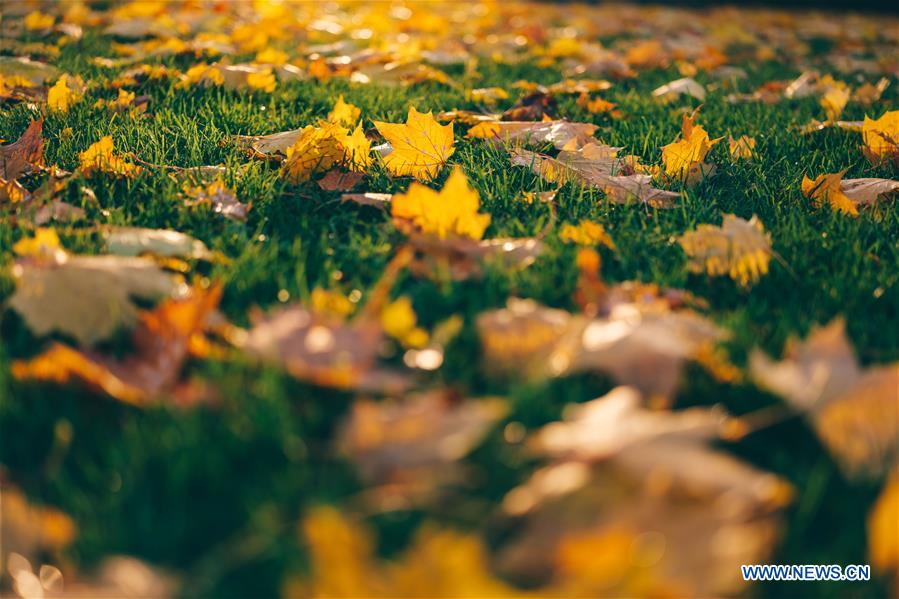 BELGIUM-BRUSSELS-AUTUMN SCENERY