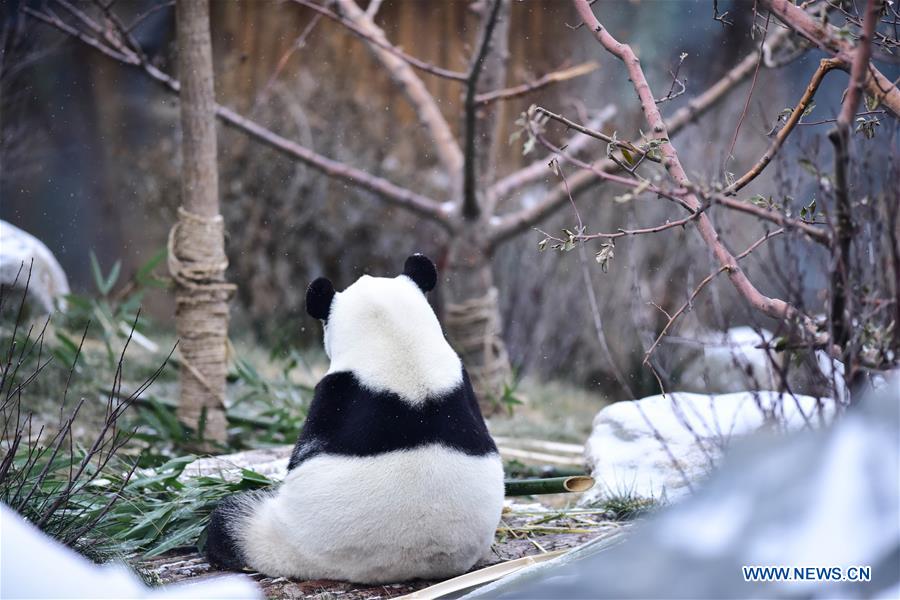 CHINA-QINGHAI-XINING-GIANT PANDA-SNOW (CN)