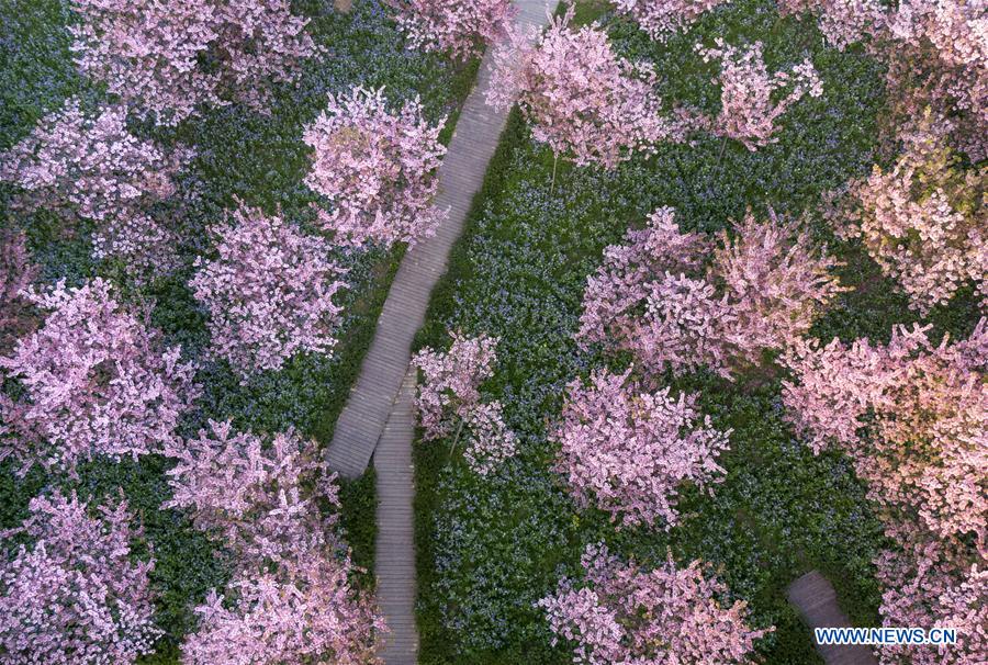 CHINA-HUBEI-WUHAN-SPRING SCENERY (CN)