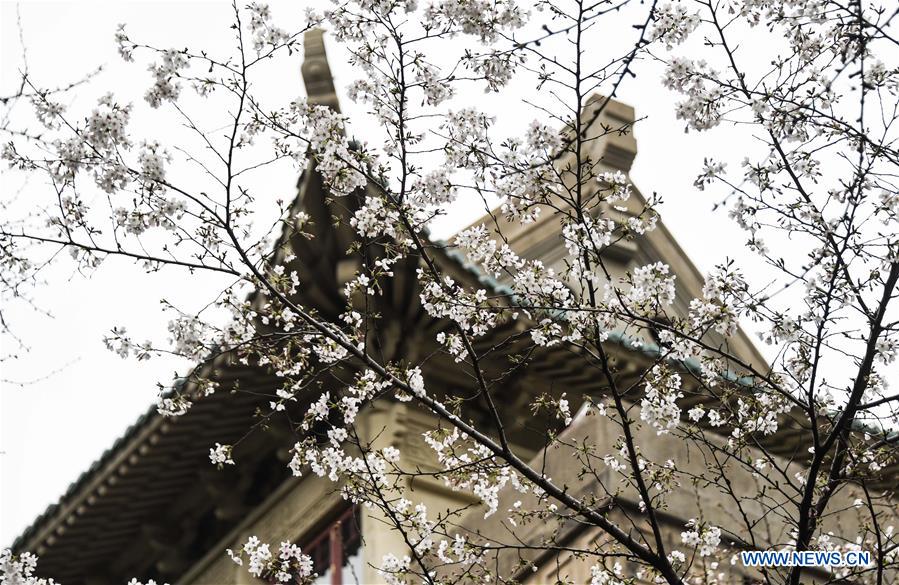 CHINA-HUBEI-WUHAN UNIVERSITY-CHERRY BLOSSOMS (CN)