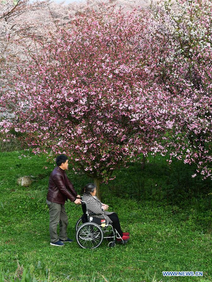 CHINA-GUIZHOU-QINGZHEN-SPRING SCENERY (CN)