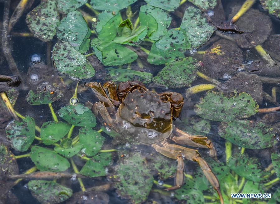 CHINA-ZHEJIANG-HUZHOU-TAIHU LAKE-CRAB (CN)