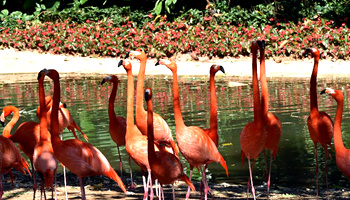 Get close to animals at Chimelong Safari Park in S China's Guangzhou