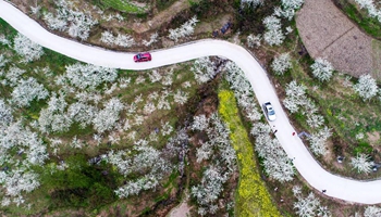 Spring flowers in full blossom across China