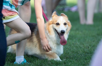 "Million Corg March" held in Washington D.C.