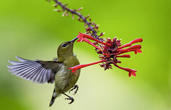 Sunbird gathers honey from flower at Fuzhou National Forest Park