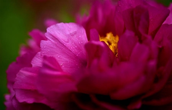 Peony flowers enter blossom season in N China's Hebei