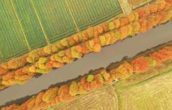 Scenery of metasequoia at Baidishi Village in central China