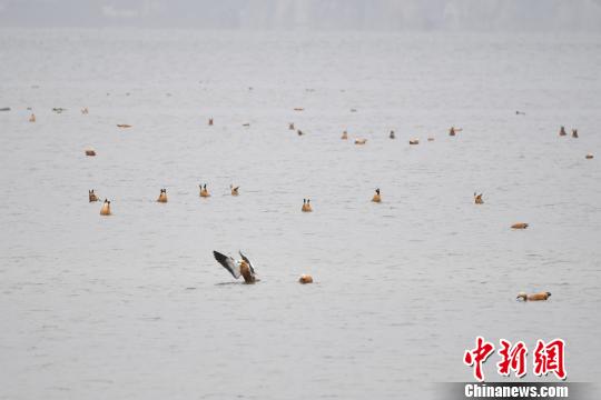 图为在纳帕海湿地栖息的候鸟?！×跞窖?摄