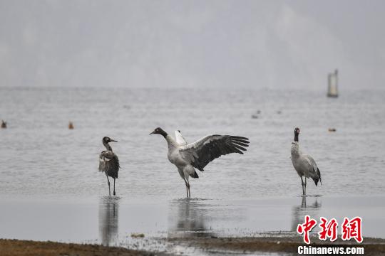 图为在纳帕海湿地栖息的黑颈鹤?！×跞窖?摄