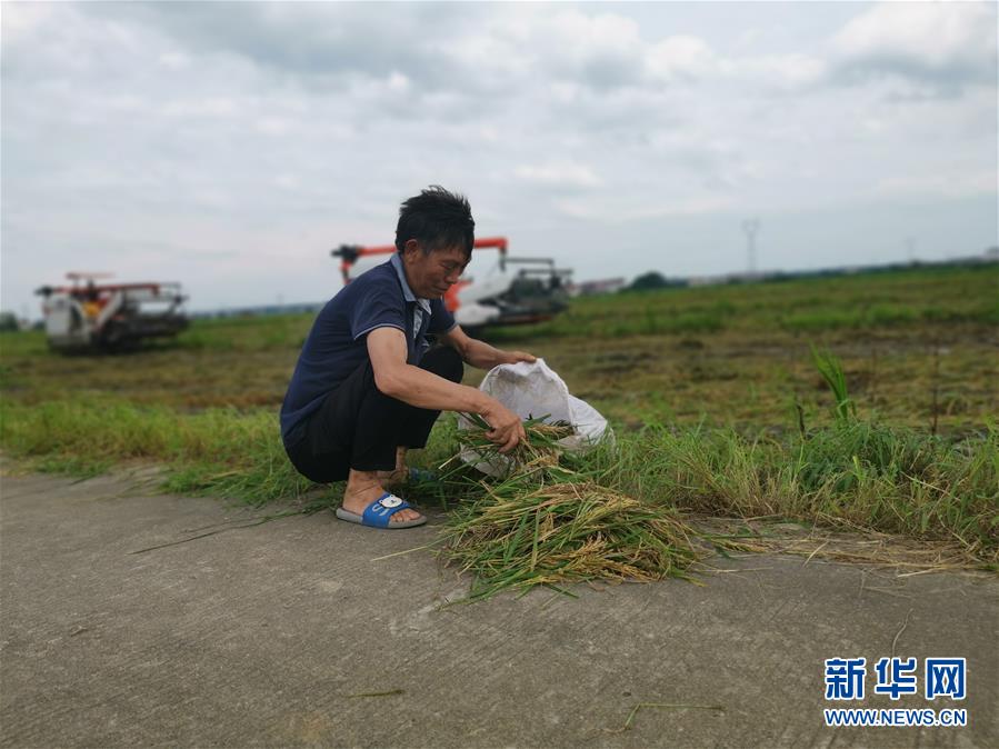 （新华视点·聚焦餐桌外的浪费·图文互动）（1）颗粒归仓为何难实现？我国粮食收割环节损失惊人