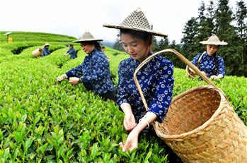 武夷山：生态茶园 祭茶喊山