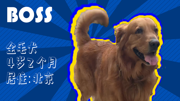 有效拴绳&科学遛狗——如何文明养犬？“捡屎官”们快看过来！